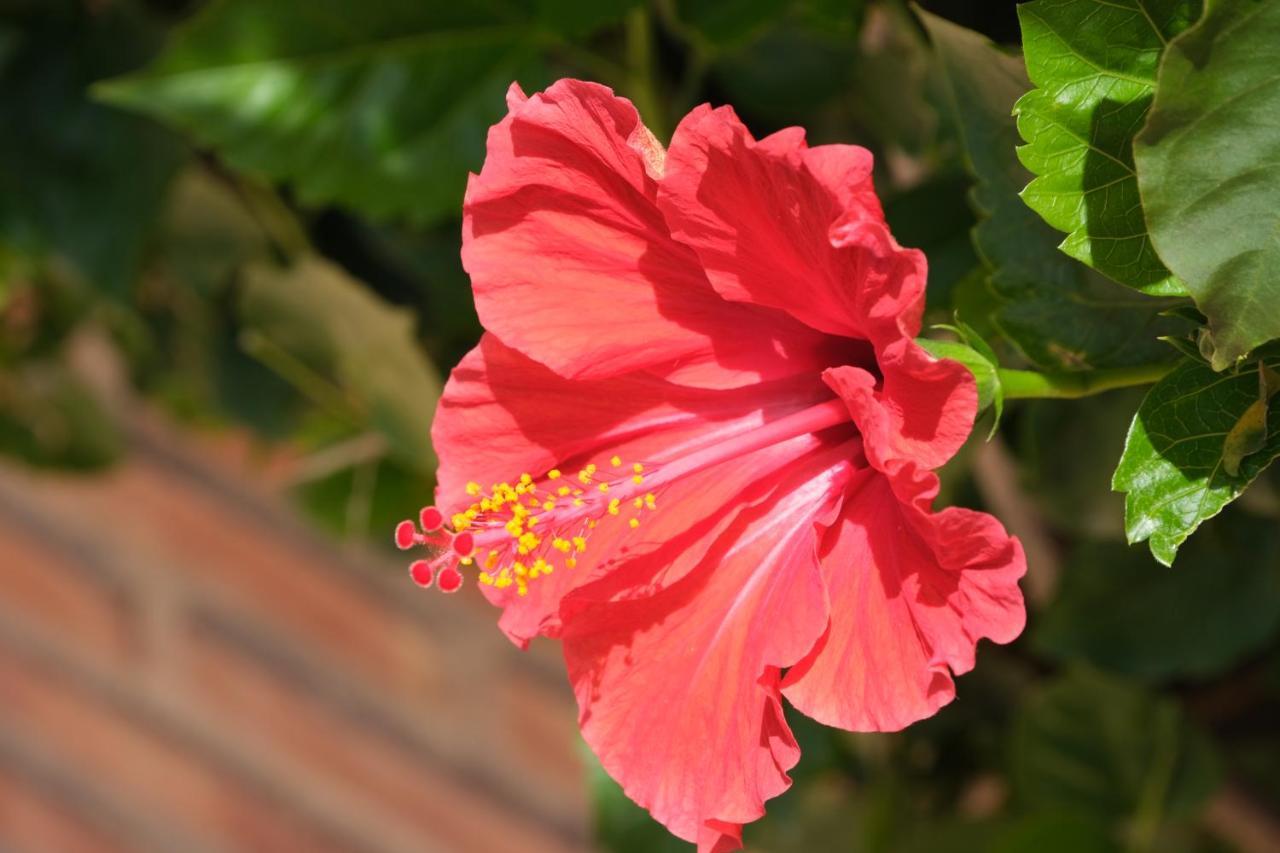 Villa Tomillo Malaga Zewnętrze zdjęcie